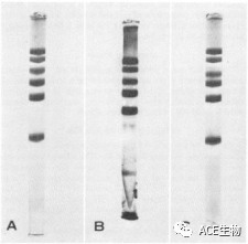 干货分享 | 传统手工制胶与预制胶的区别插图1