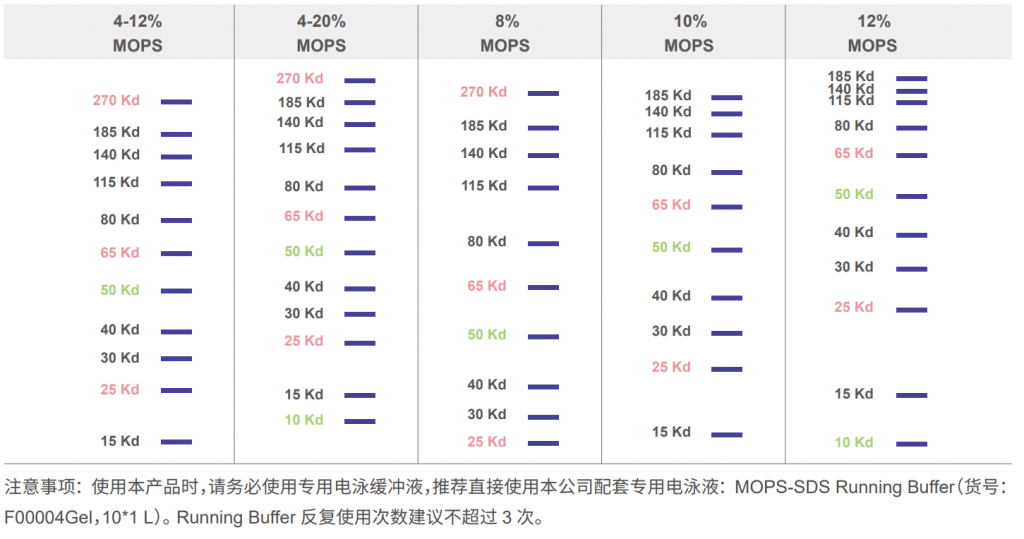 FuturePAGE<sup>TM</sup>蛋白预制胶插图1