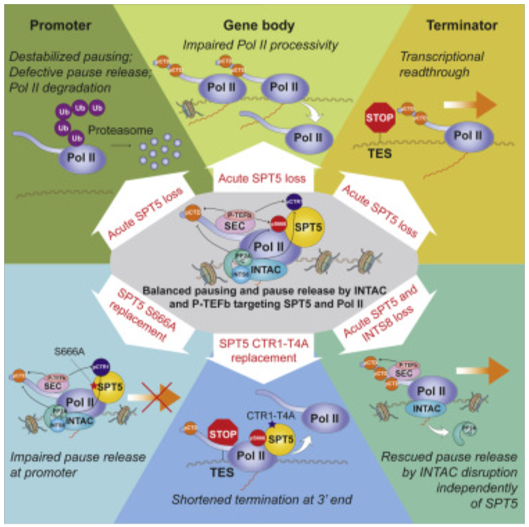 SPT5 stabilizes RNA polymerase II, orchestrates transcription cycles, and maintains the enhancer landscape插图